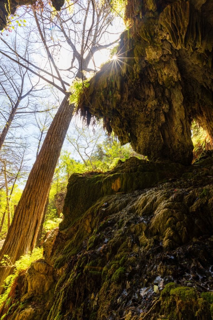 Tall cypress tree beside a limestone overhang above the turquoise Westcave Grotto pool