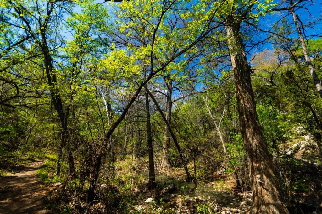 Sunlight filtering through cypress trees above a lush green canyon at Westcave Outdoor Discovery Center