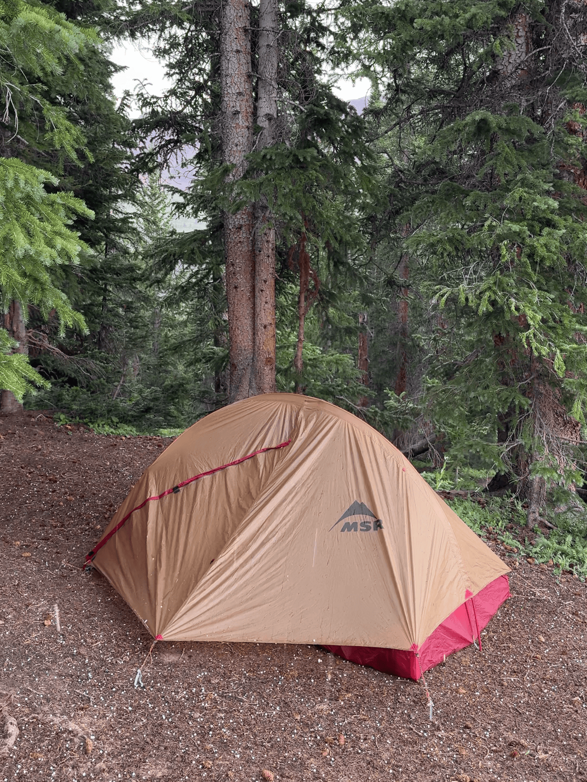a photo of a tent amongst the trees