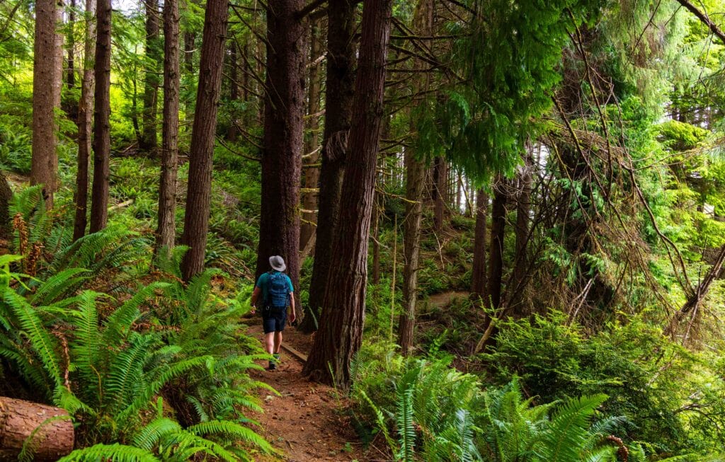 a hiker walks in the forest