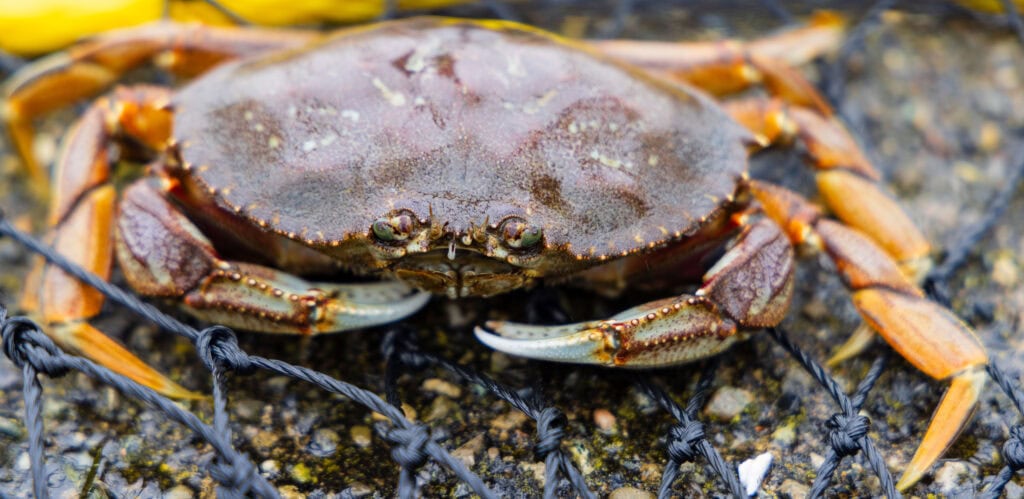 close up of a dungeness crab in oregon