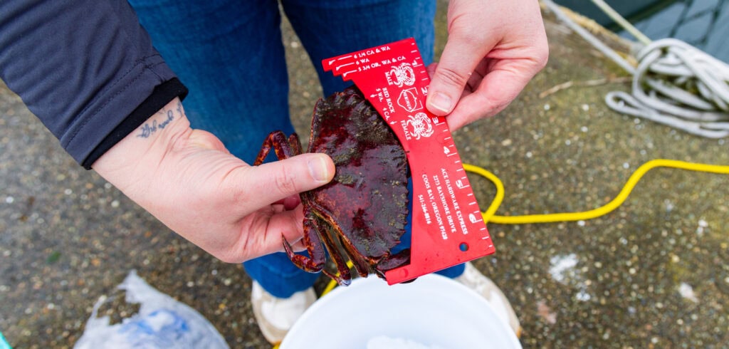 holding a crab and a crab measuring device