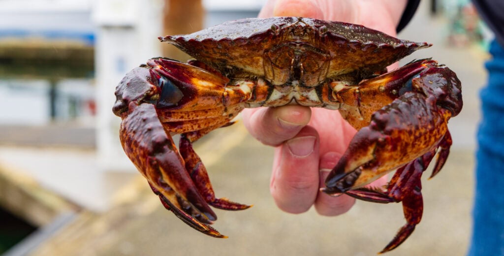 a close up of a crab
