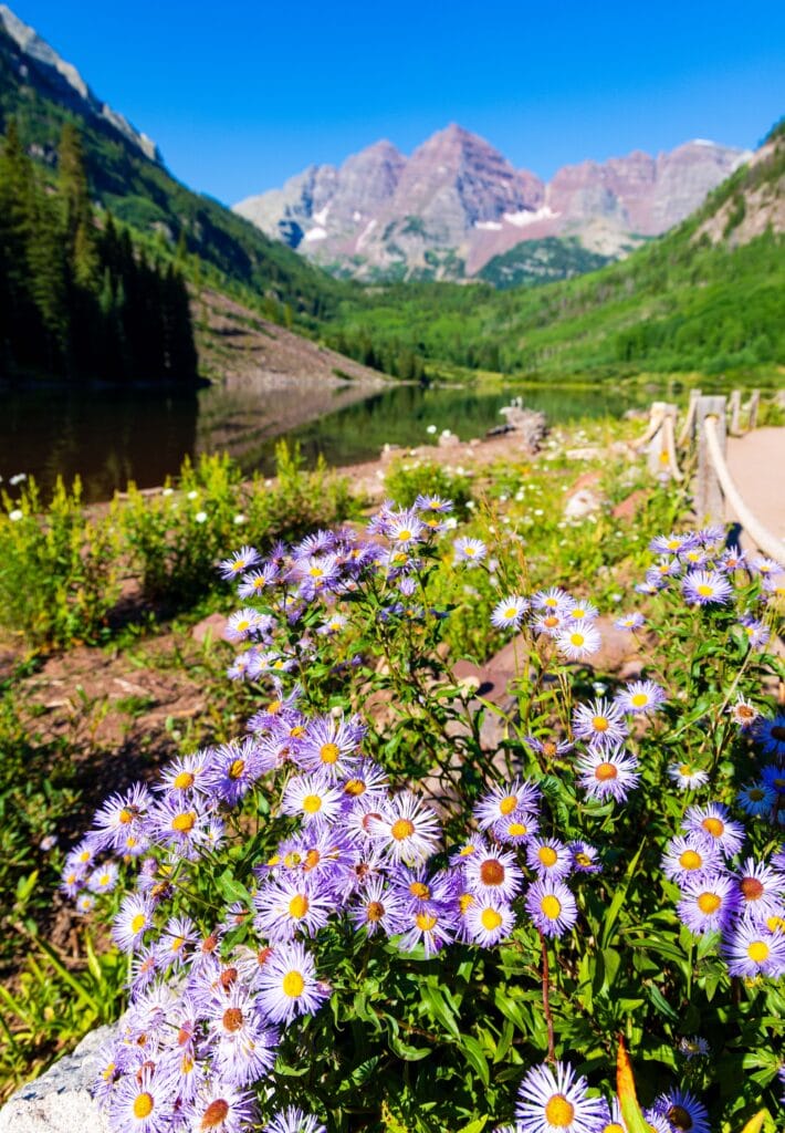 purple flowers along the shore of maroon lake