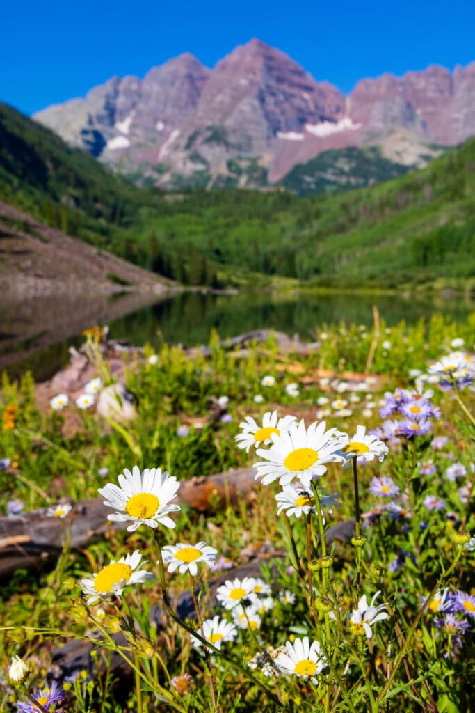 white and yellow flowers on the shore of maroon lak e