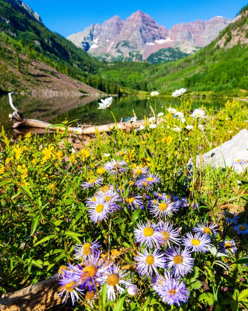 purple flowers along the shore of maroon lake