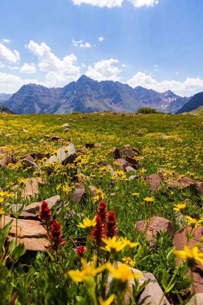 yellow flowers dot the landscape in colorado