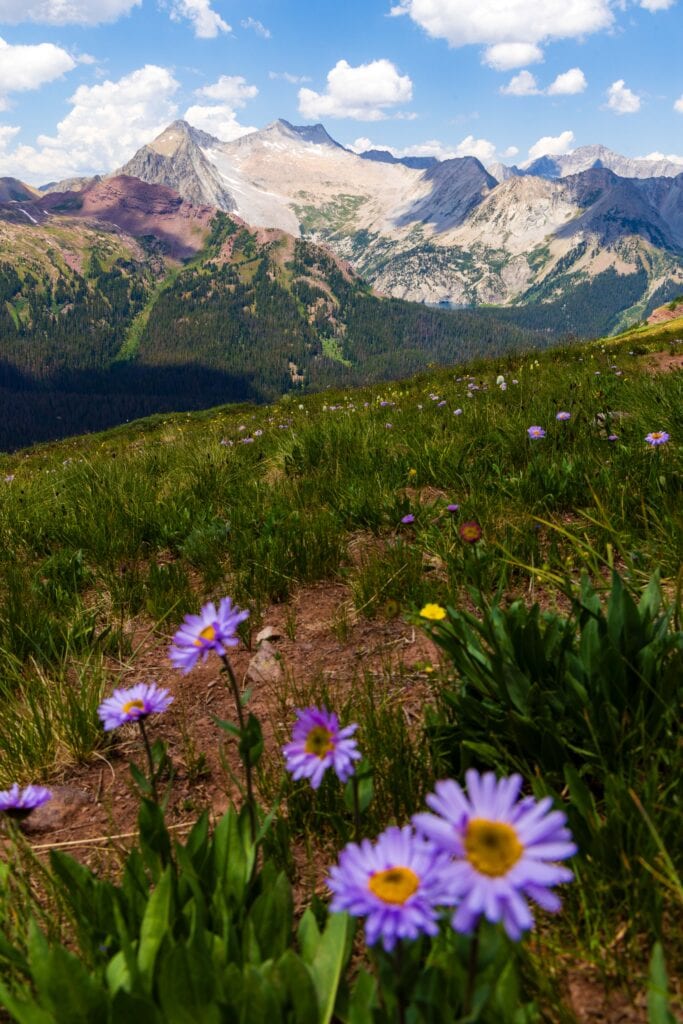 flowers and mountains with clouds