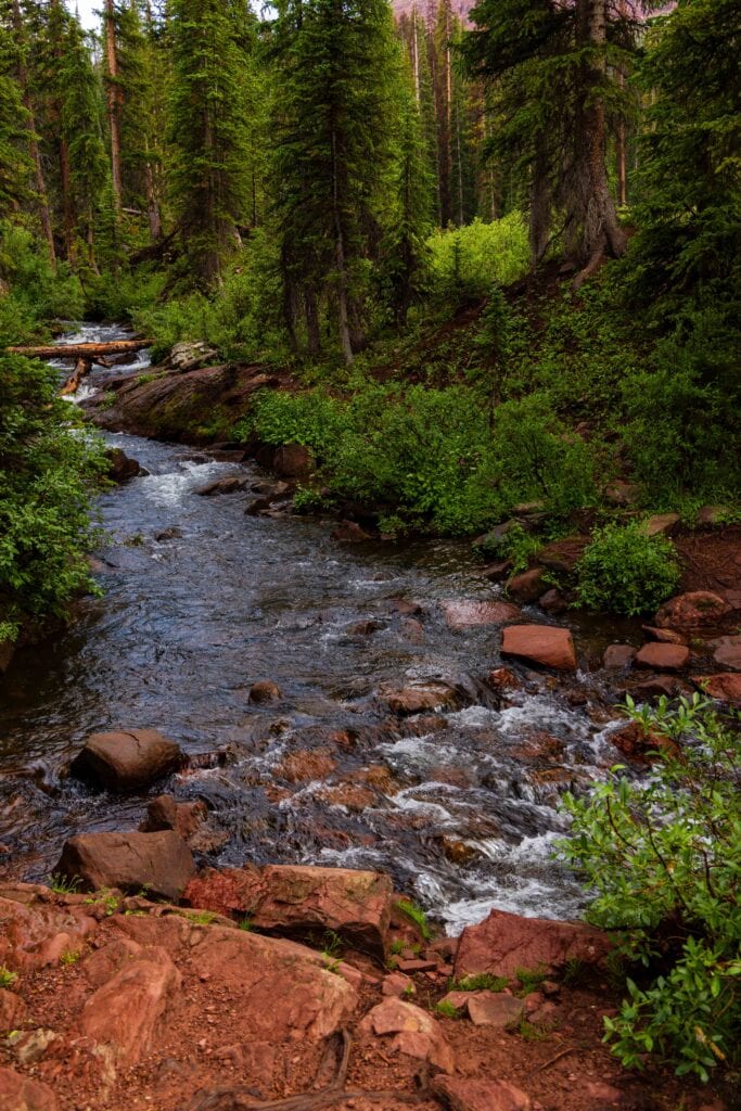 a creek flowing in the forest