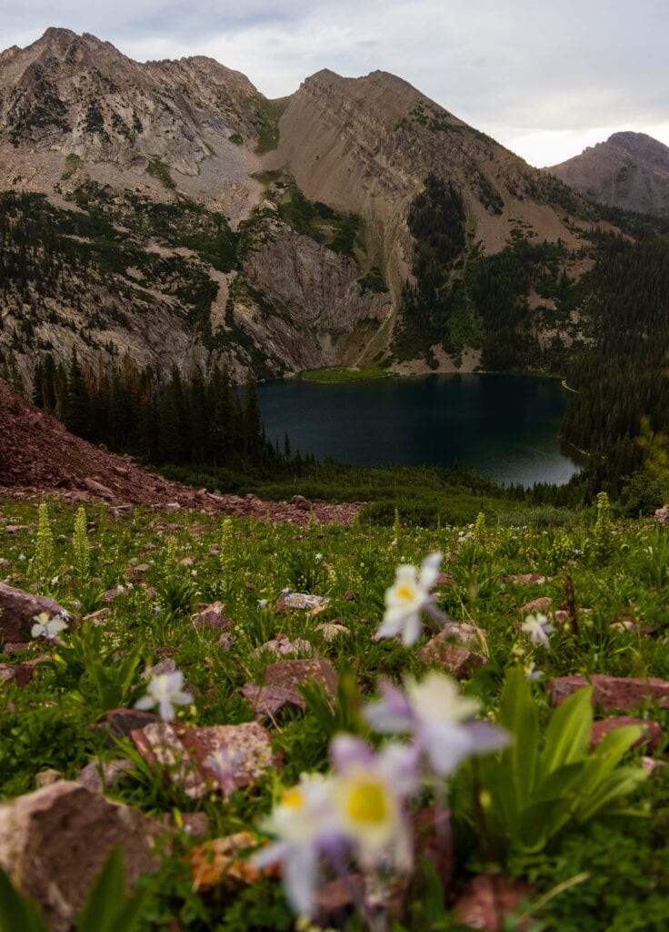 columbine flowers with a lake and mountain the distance in colorado