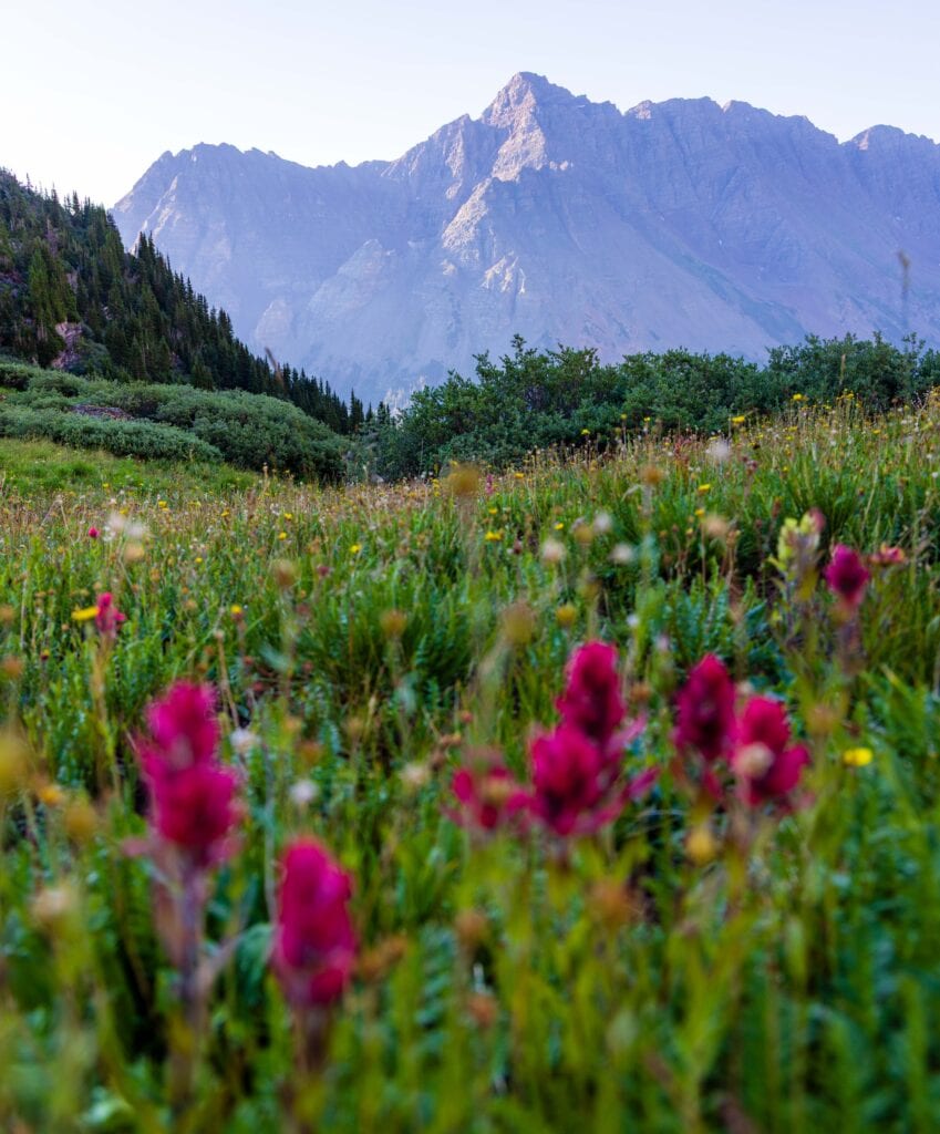 a field of flowers with mountains in the foreground while hiking from buckskin pass