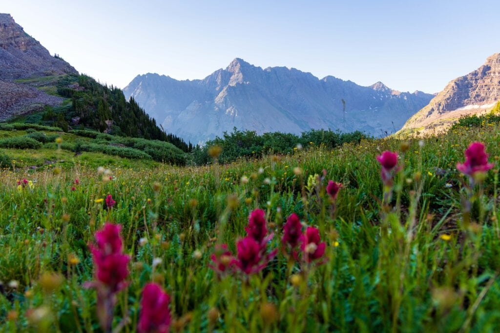 a field of flowers with mountains in the foreground while hiking from buckskin pass