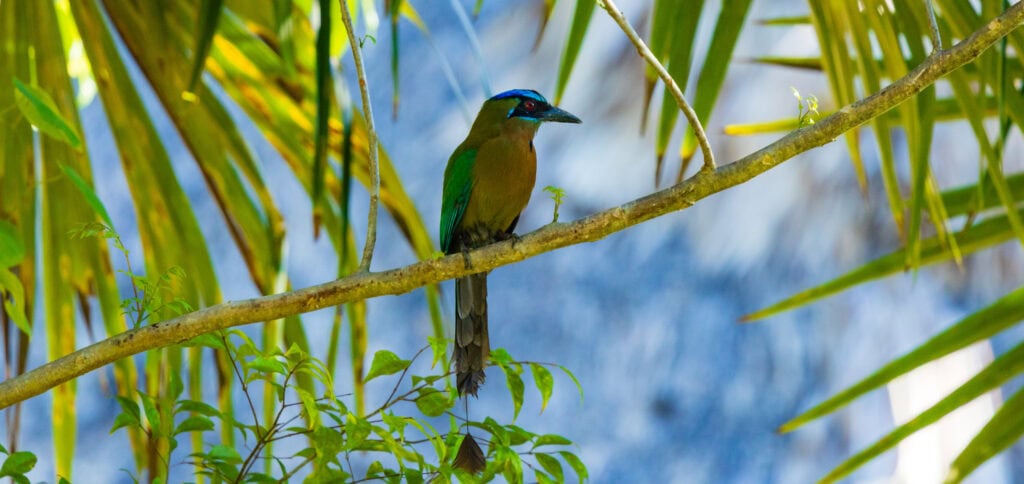 a motmot sitting on a branch