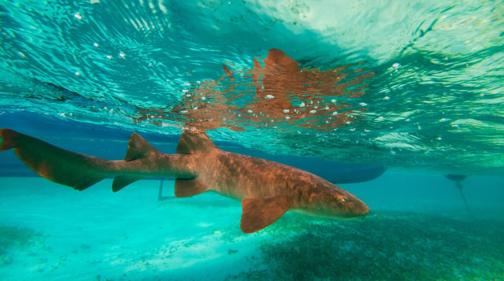 a close up photo of a nurse shark in belize