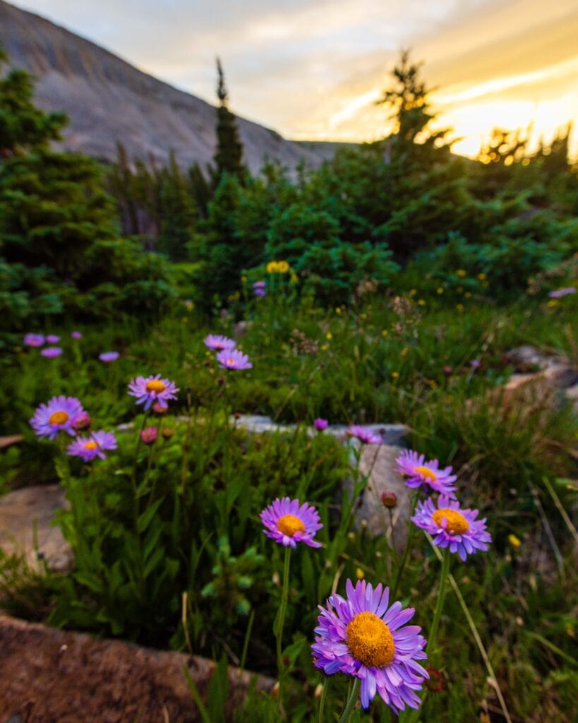 purple flowers and green trees during sunrise
