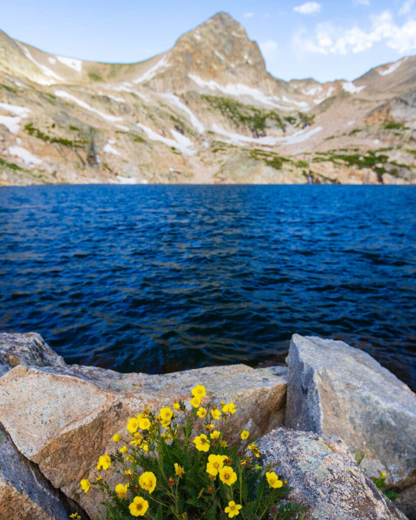 yellow flowers sit in front of a big lake with a tall mountain behind it