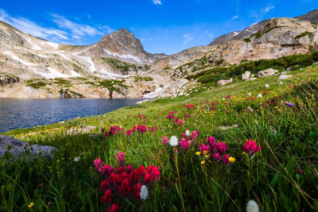 red flowers with a lake and mountain in the distance