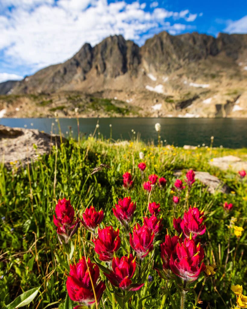 red flowers with a lake and mountain in the distance