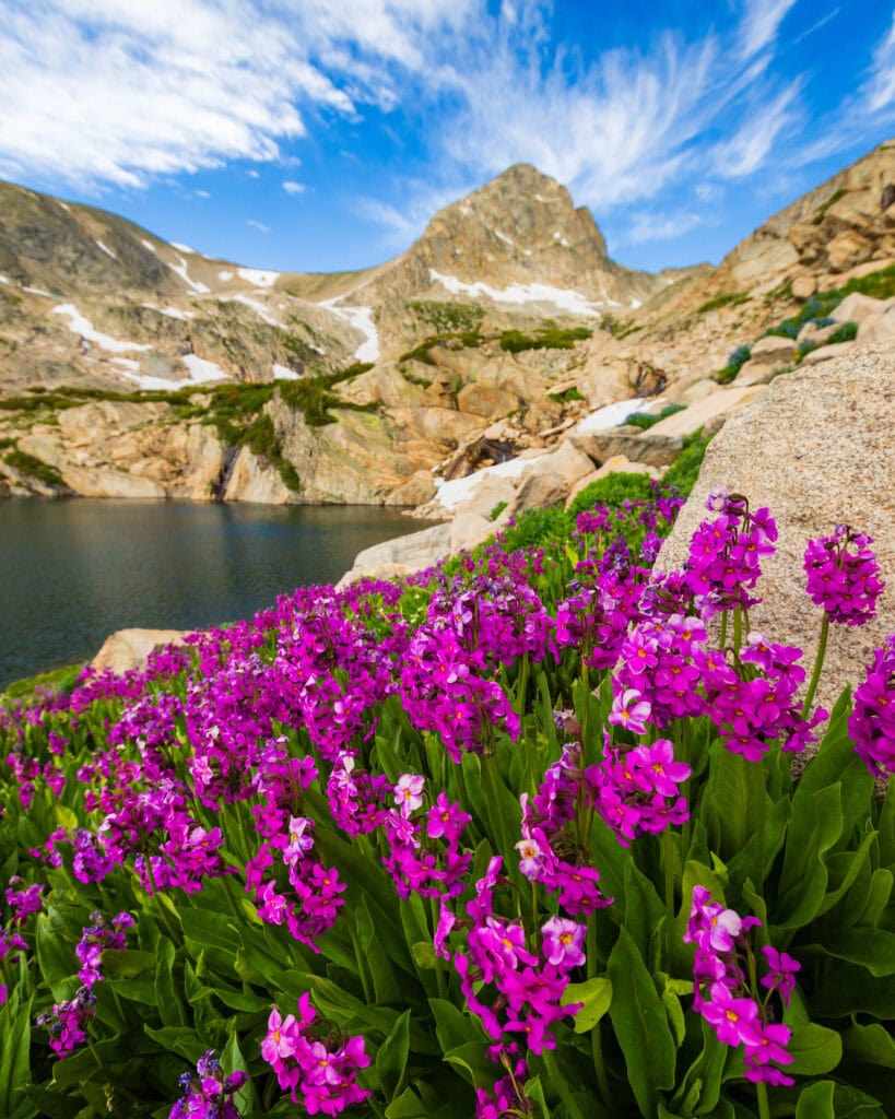 purple flowers with a mountain and lake in the background at blue lake in colorado