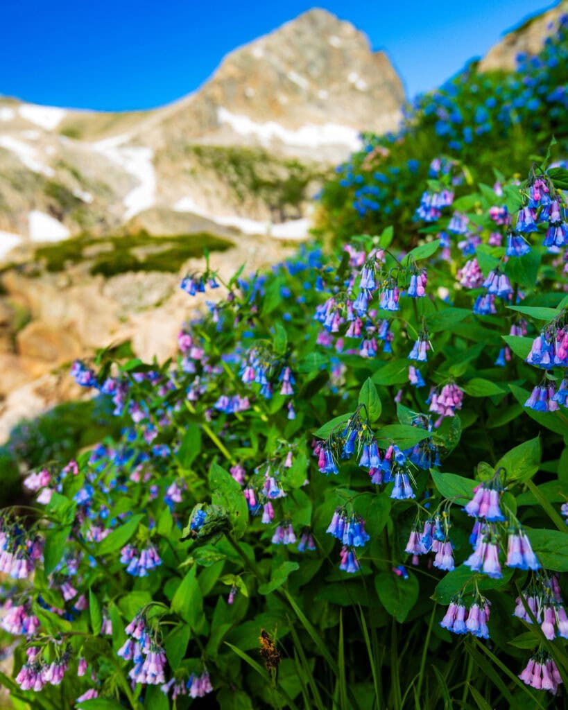 blue bells hang off green plans with a mountain behind it