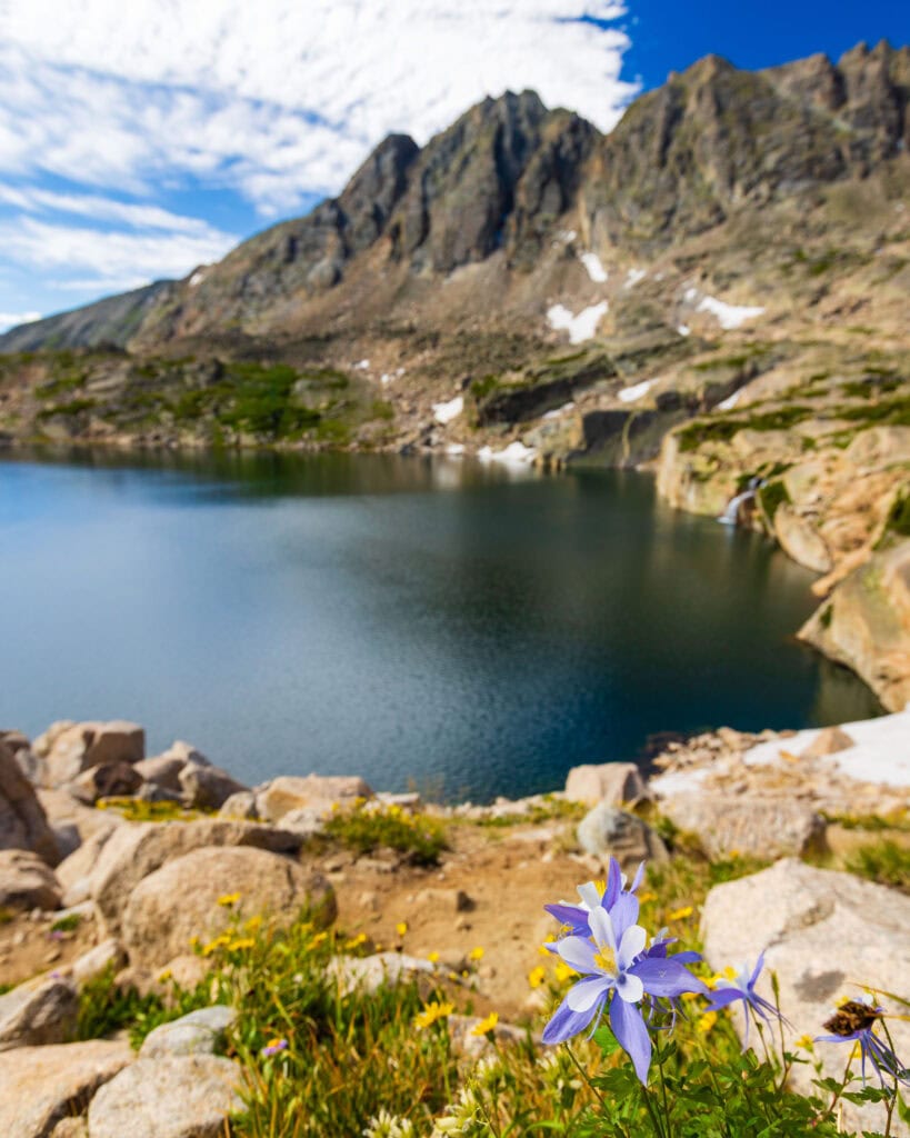 white and purple flowers with a lake and mountain peaks behind it