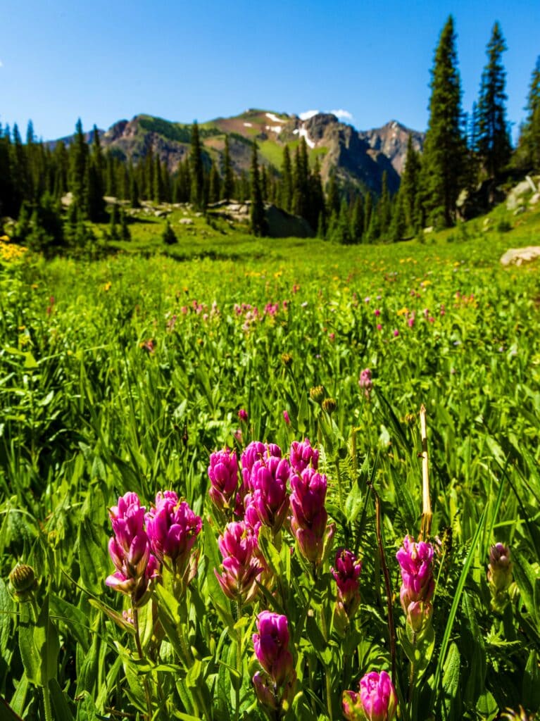 pink flowers with mountains in the background