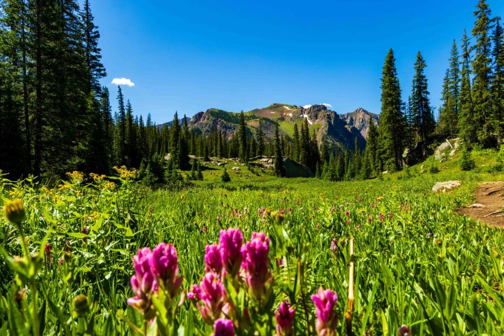 pink flowers with mountains in the background
