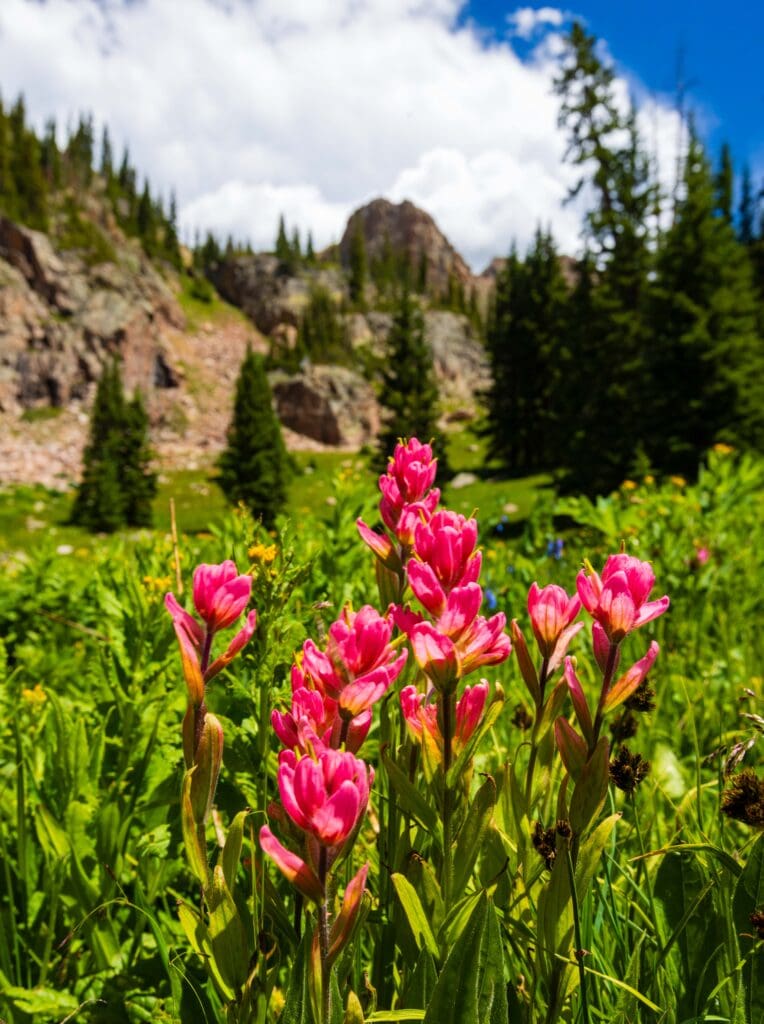 pink flowers with trees