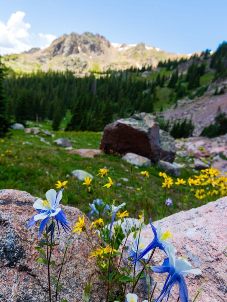 columbine flowers and yellow flowers with a mountain in the background