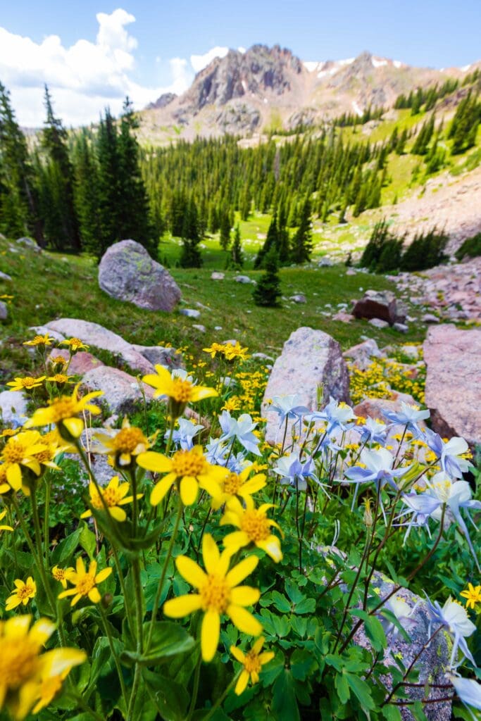 yellow flowers and rocks with trees in the distance