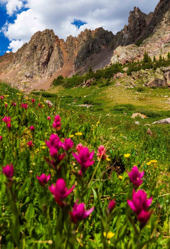 pink paintbrush with green plans around it and mountains in the distance