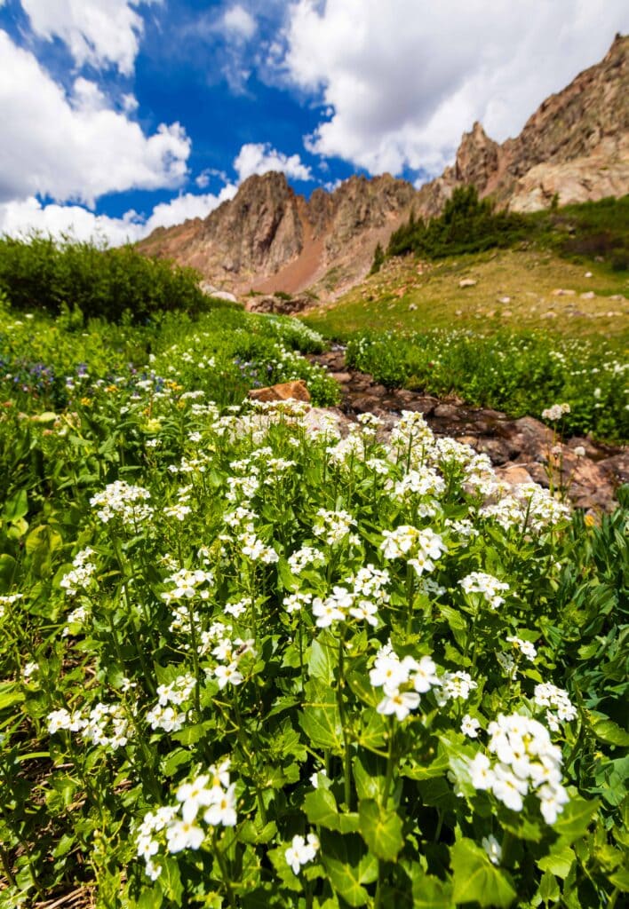 white flowers next to a creek in colorado