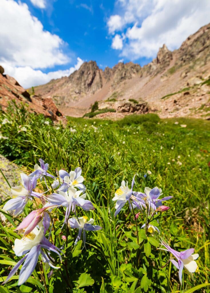 columbines in the mountains of colorado