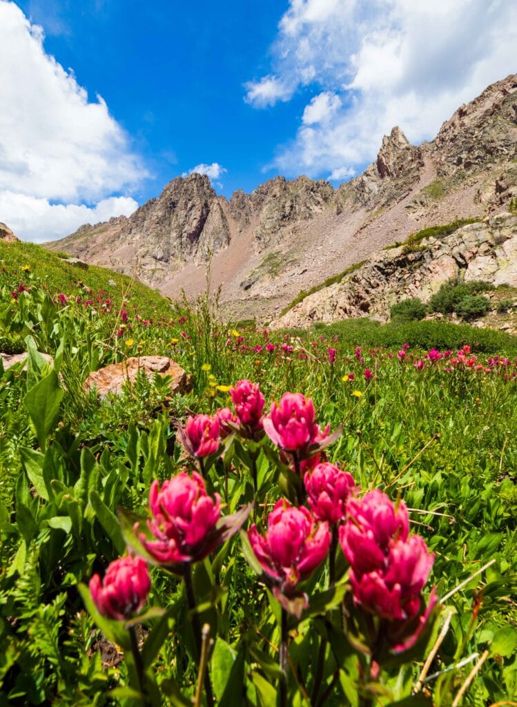pink paintbrush with green plans around it and mountains in the distance