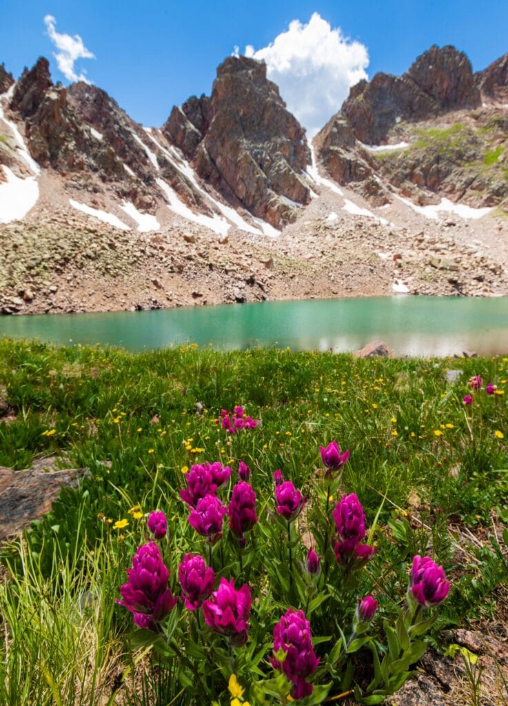 pink paintbrush with green plans around it and mountains in the distance