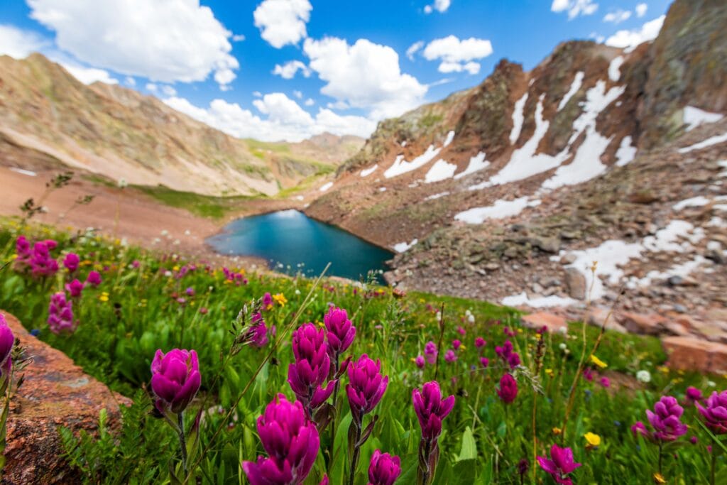 pink paintbrush with green plans around it and mountains in the distance