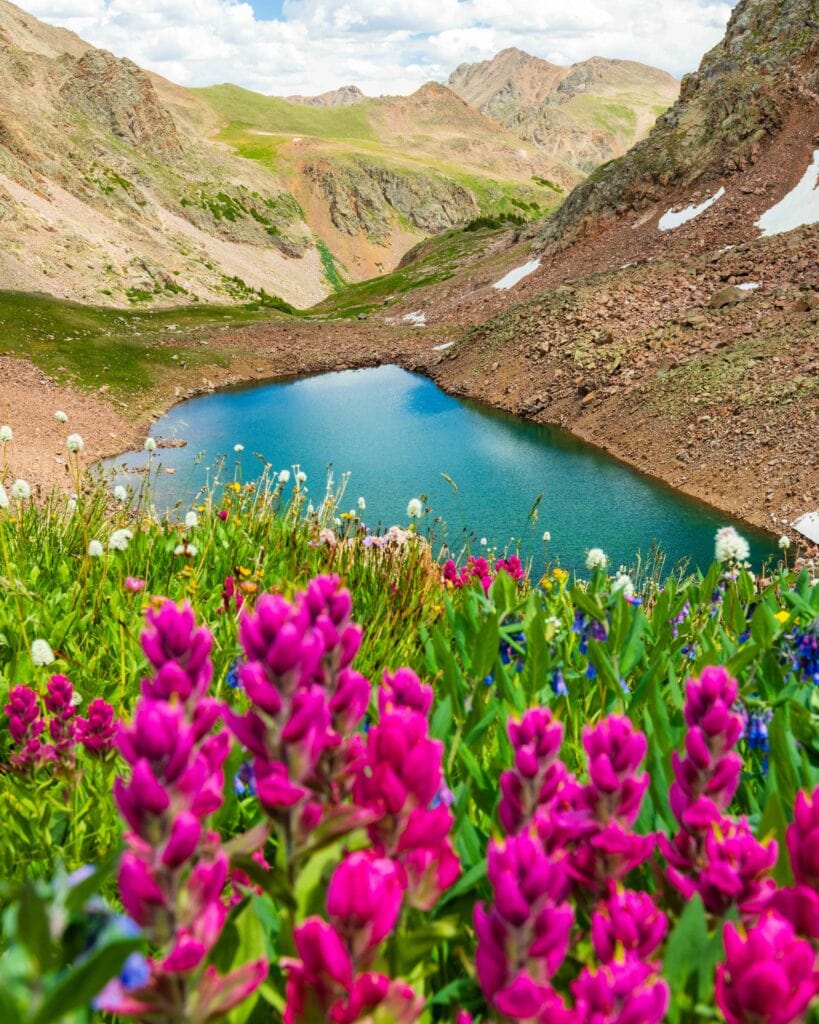 pink paintbrush with green plans around it and mountains in the distance