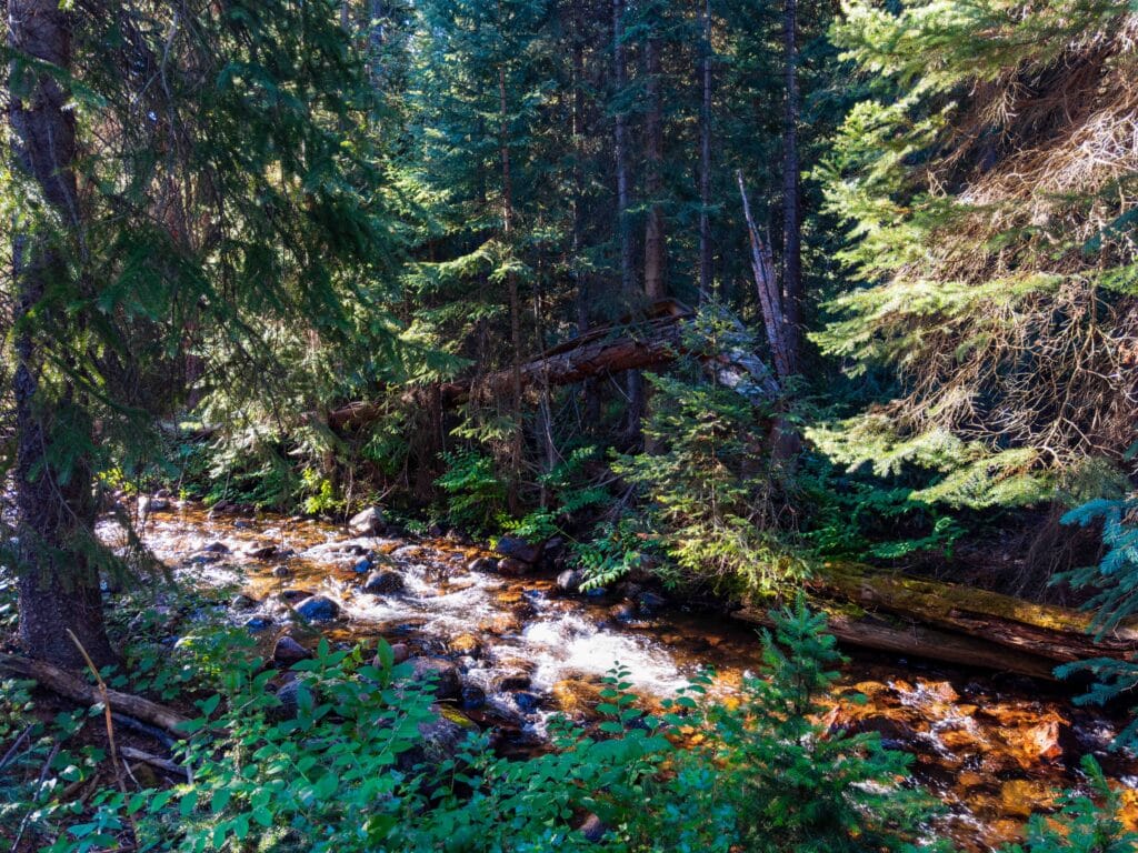 a creek running through a forest in colorado
