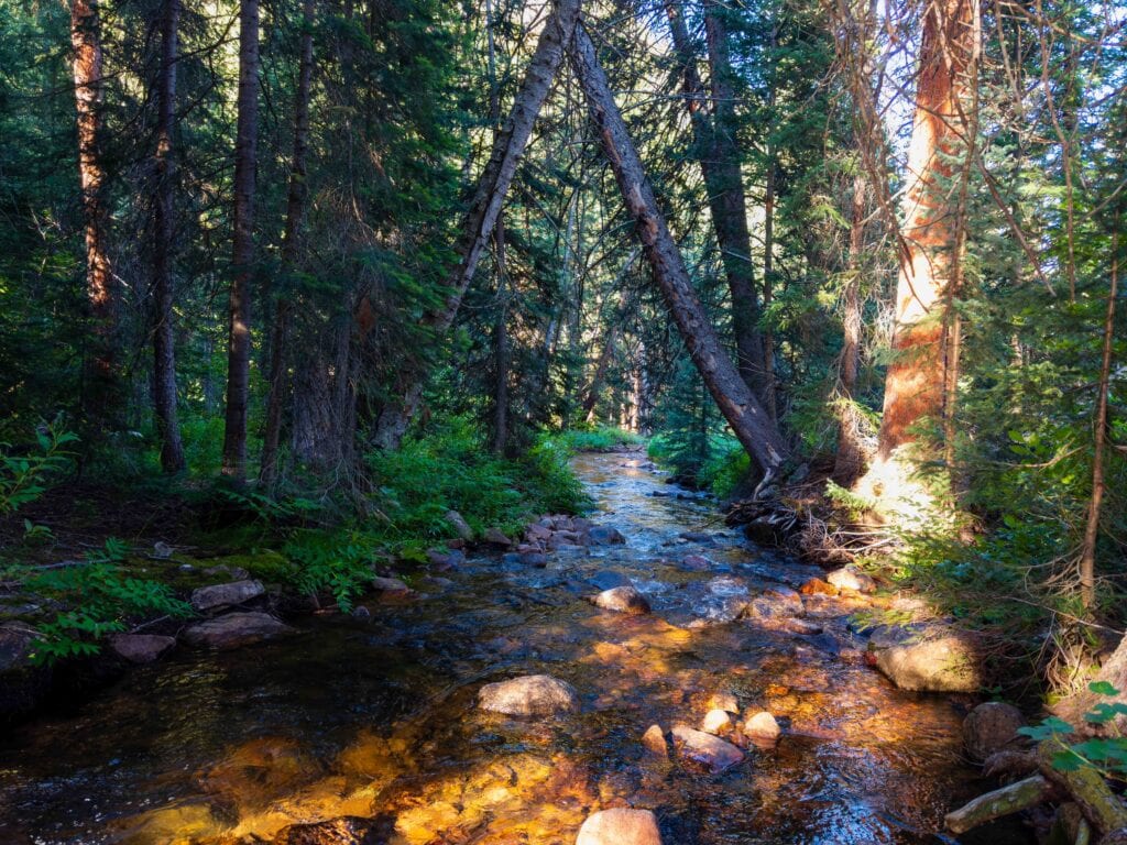 a creek running through a forest in colorado