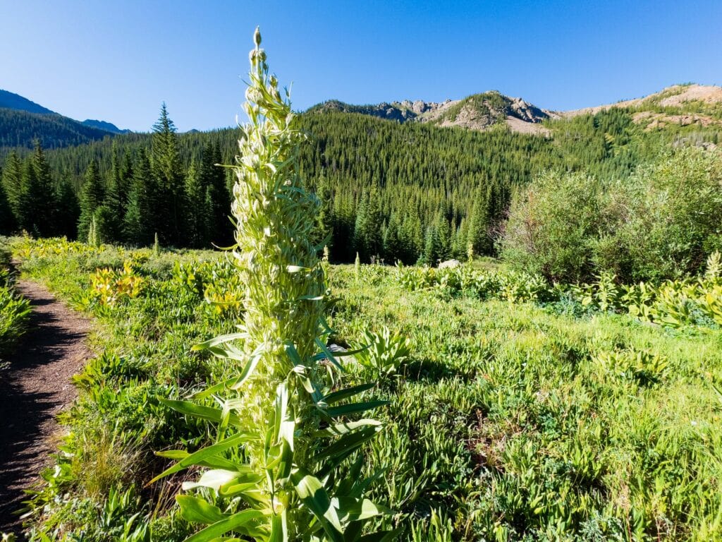 tall monument plants in colorado