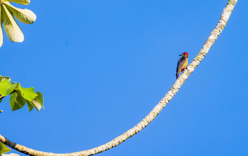 a redheaded bird on a branch with blue sky behind it