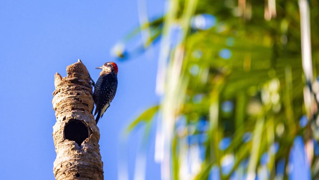 a woodpecker on a branch in belize