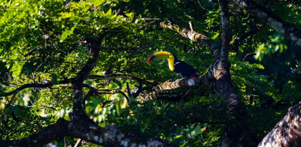 a toucan sits on a branch