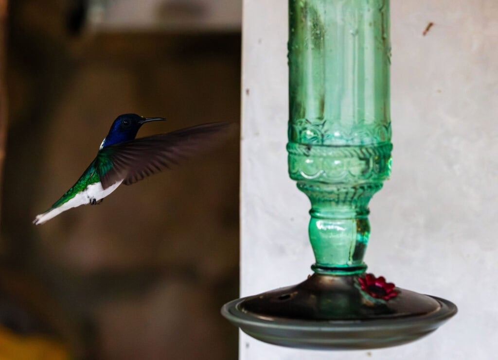 a hummingbird flies near a feeder