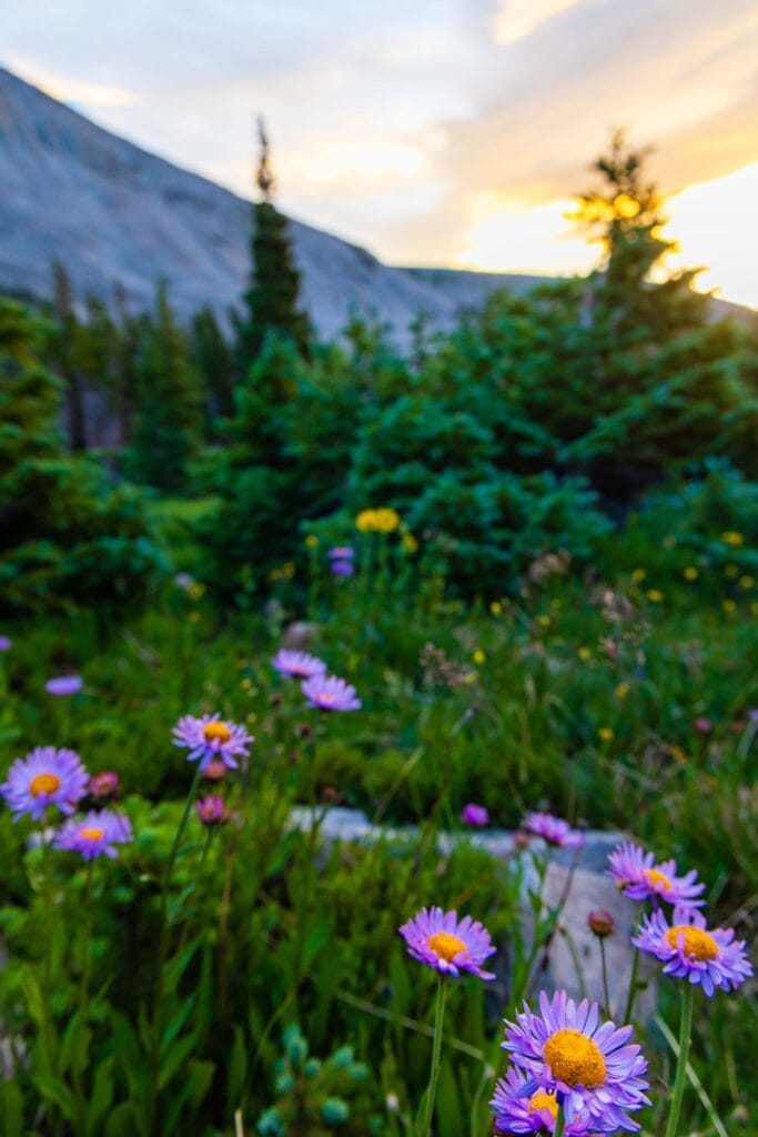 purple flowers and green trees during sunrise