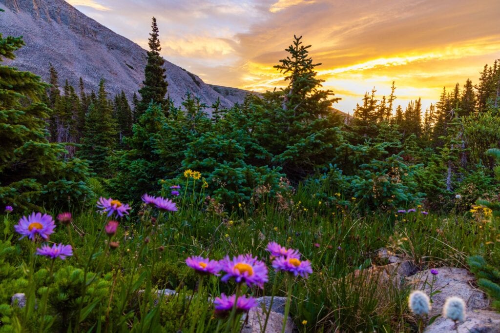 purple flowers and green trees during sunrise