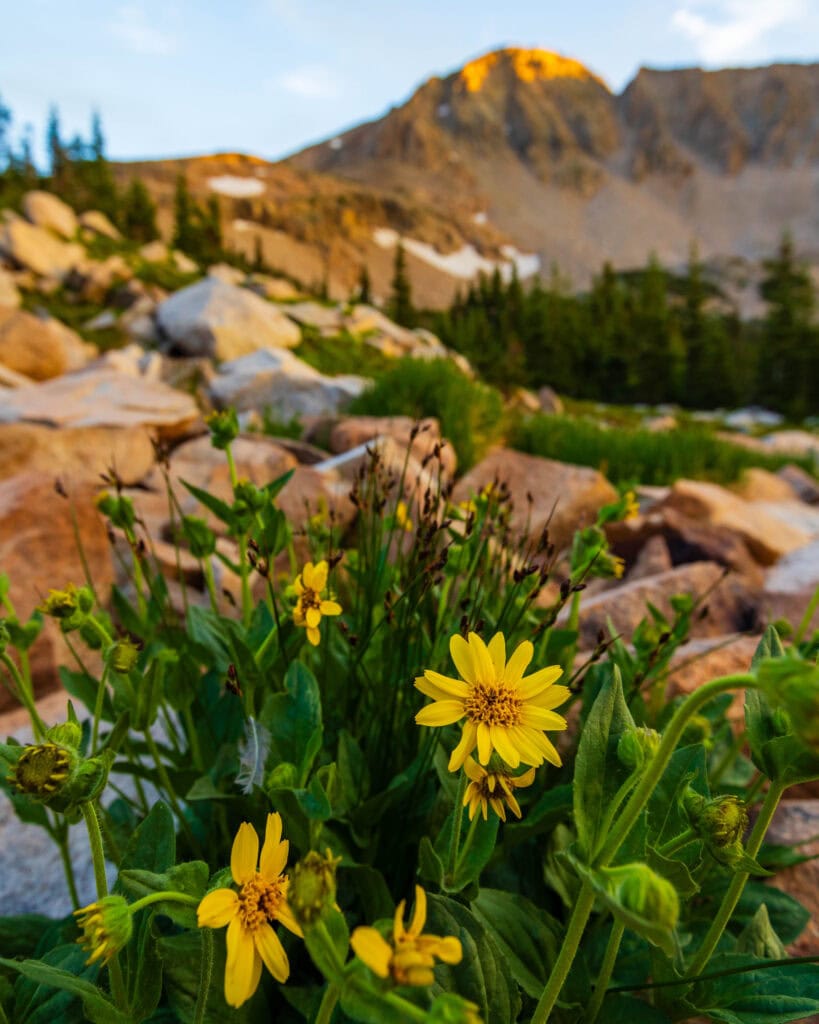 yellow flowers with rocky mountains behind it