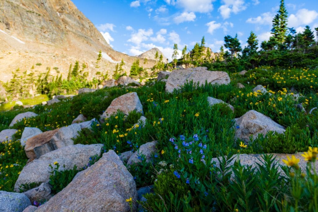 colorful flowers and green plans amongst rocks