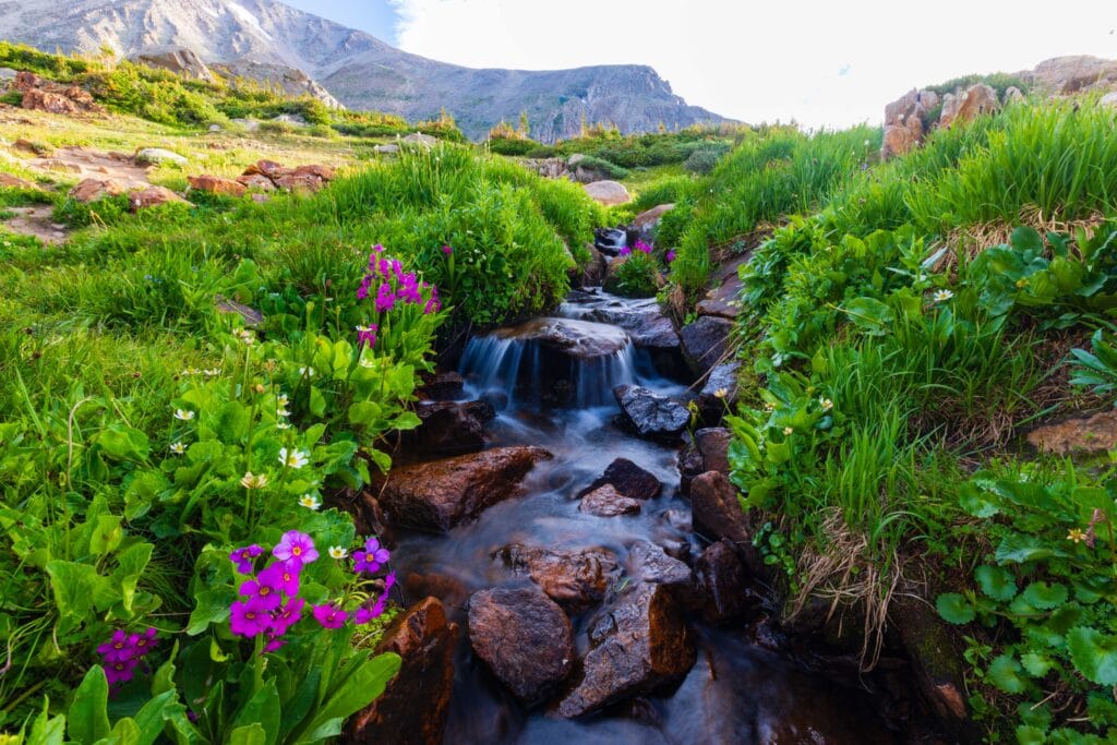 a small creek flows over rocks with green around it