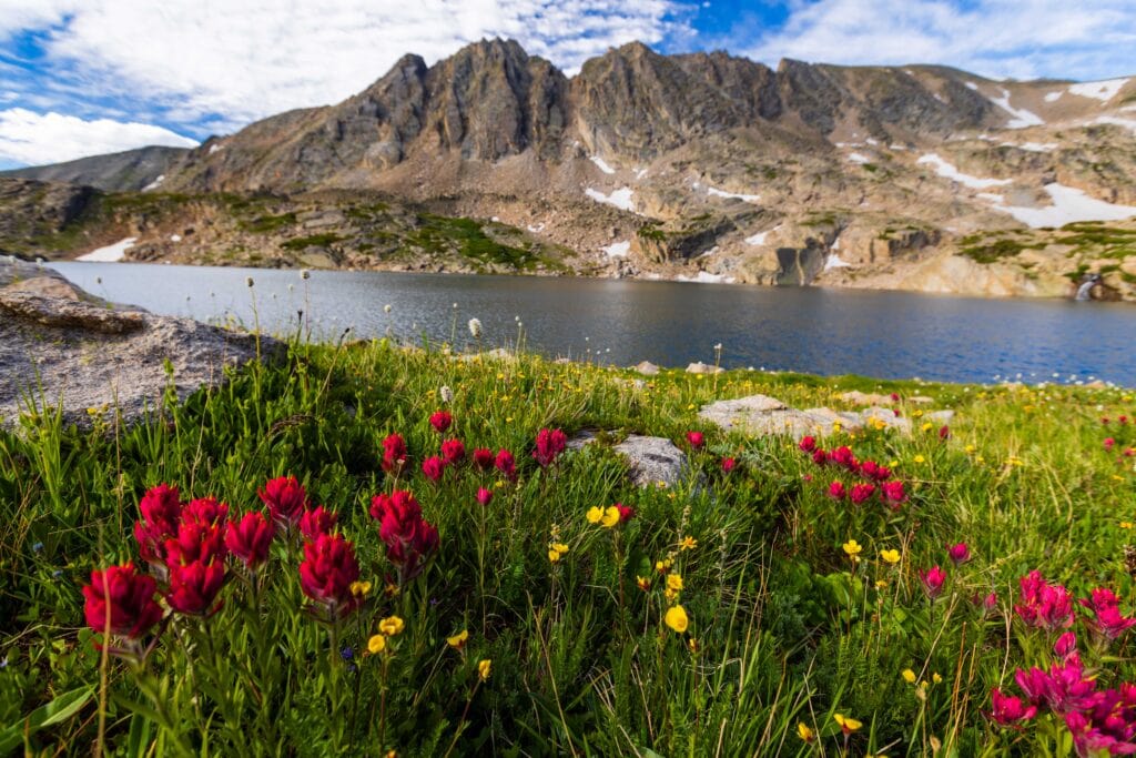 red wildflowers in the foreground and a big mountain peak in the background